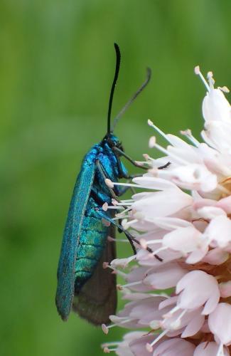Réf. 209 991 : Adscita sp.